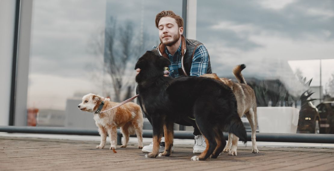 a man walking dogs